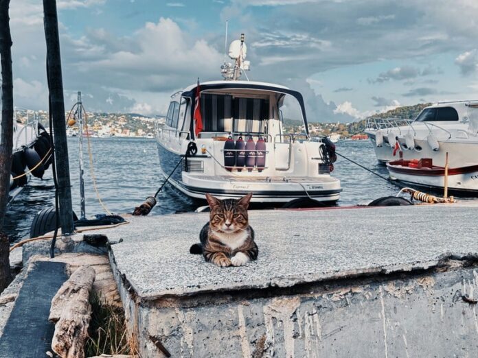 cat sea