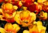 Istanbul in Spring: Cherry Blossoms, Tulips, and Perfect Weather Istanbul in Spring: Cherry Blossoms, Tulips, and
