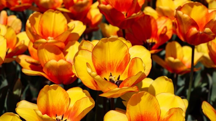 Istanbul in Spring: Cherry Blossoms, Tulips, and