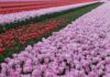 Istanbul’s Best Festivals: Tulip Festival, Biennial, Jazz Fest, and More Istanbul's Best Festivals: Tulip Festival, Bienn
