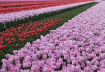 Istanbul’s Best Festivals: Tulip Festival, Biennial, Jazz Fest, and More Istanbul's Best Festivals: Tulip Festival, Bienn