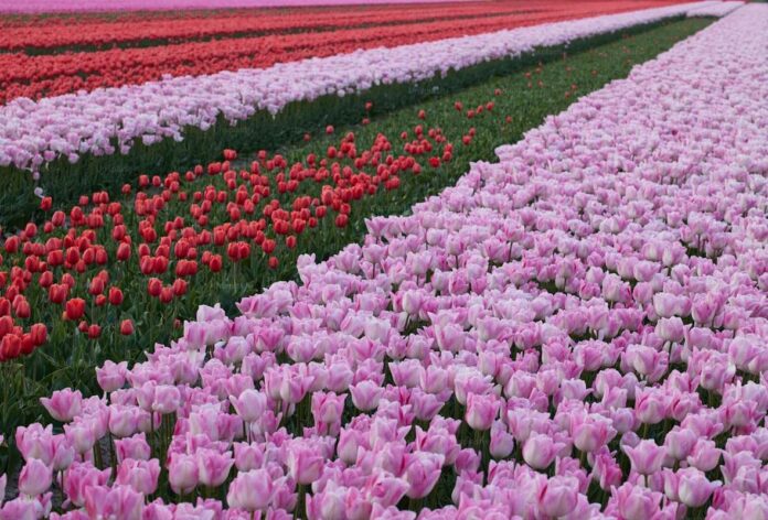 istanbul-guidebook-301 Istanbul's Best Festivals: Tulip Festival, Bienn