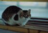 Istanbul’s Cats: The City’s Unofficial Citizens and Where to Find Them Istanbul's Cats: The City's Unofficial Citizens