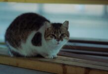 Istanbul’s Cats: The City’s Unofficial Citizens and Where to Find Them Istanbul's Cats: The City's Unofficial Citizens