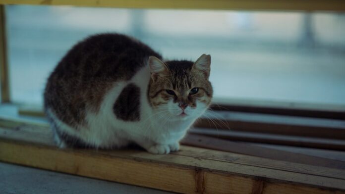 istanbul-guidebook-333 Istanbul's Cats: The City's Unofficial Citizens
