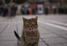 Istanbul for Cat Lovers: A Purrfect Guide to the City’s Feline Friends Istanbul for Cat Lovers: A Purrfect Guide to the