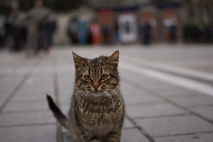 istanbul-guidebook-410 Istanbul for Cat Lovers: A Purrfect Guide to the