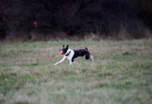 Istanbul for Dog Lovers: Parks, Cafes & Canine Culture Istanbul for Dog Lovers: Parks, Cafes & Canine C
