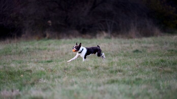 Istanbul for Dog Lovers: Parks, Cafes & Canine C