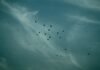Istanbul for Bird Lovers: Birdwatching Spots & Migration Routes Istanbul for Bird Lovers: Birdwatching Spots & M