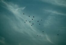 Istanbul for Bird Lovers: Birdwatching Spots & Migration Routes Istanbul for Bird Lovers: Birdwatching Spots & M