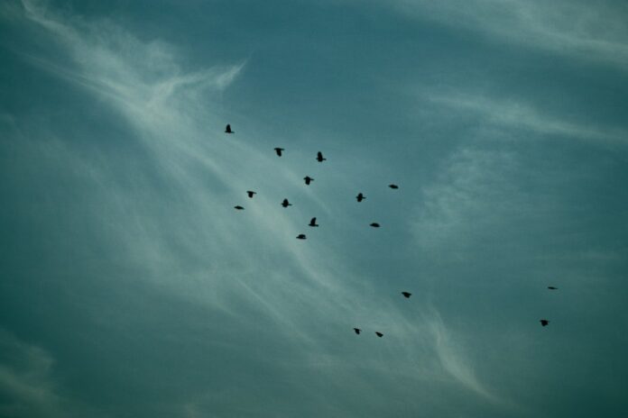 istanbul-guidebook-412 Istanbul for Bird Lovers: Birdwatching Spots & M