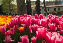 Istanbul Tulip Festival: When, Where, and What to Expect Pink tulips blooming during spring