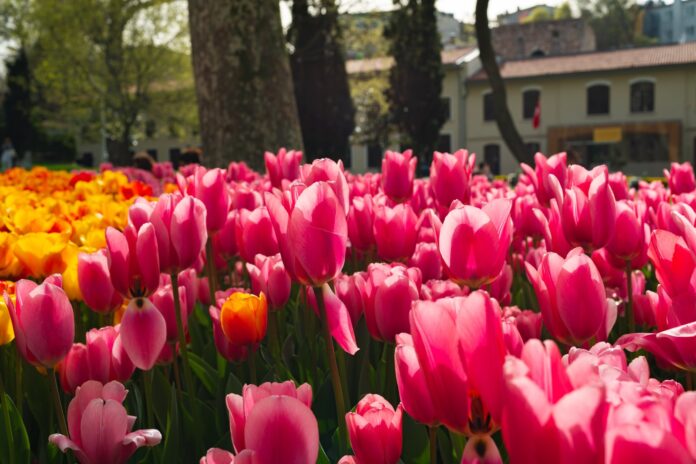 Pink tulips blooming during spring